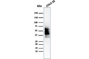 Western Blot Analysis of COLO-38 cell lysate using SOX10-Monospecific Recombinant Rabbit Monoclonal Antibody (SOX10/2311R). (Recombinant SOX10 anticorps  (AA 115-269))