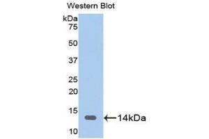 Western Blotting (WB) image for anti-Fatty Acid Binding Protein 3, Muscle and Heart (FABP3) (AA 1-133) antibody (ABIN1078017) (FABP3 anticorps  (AA 1-133))