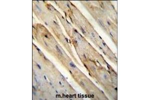 GAS1 Antibody (N-term) (ABIN655812 and ABIN2845237) immunohistochemistry analysis in formalin fixed and paraffin embedded mouse heart tissue tissue followed by peroxidase conjugation of the secondary antibody and DAB staining.
