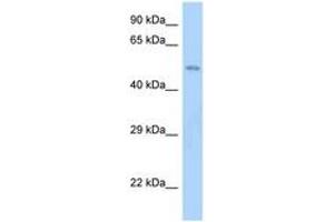 Image no. 1 for anti-Schwannomin Interacting Protein 1 (SCHIP1) (AA 80-129) antibody (ABIN6748151)