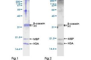 Western Blotting (WB) image for NIMA (Never in Mitosis Gene A)-Related Kinase 6 (NEK6) (AA 1-313) protein (GST tag) (ABIN1312366)