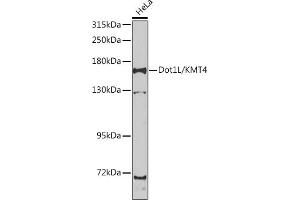 Western blot analysis of extracts of HeLa cells, using Dot1L/KMT4 antibody (ABIN6130312, ABIN6139776, ABIN6139780 and ABIN6223536) at 1:1000 dilution. (DOT1L anticorps  (AA 250-500))