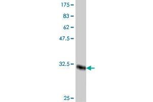 Western Blot detection against Immunogen (33.