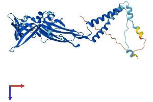 AlphaFold protein structure predicition of Mouse Recombinant P2rx3 Protein, UniprotID Q3UR32