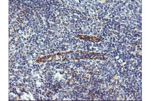 Image no. 1 for anti-Chromosome 4 Open Reading Frame 22 (C4orf22) antibody (ABIN1497057) (C4orf22 anticorps)