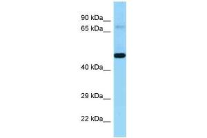 Western Blotting (WB) image for anti-Kell Blood Group, Metallo-Endopeptidase (KEL) (N-Term) antibody (ABIN2789430)