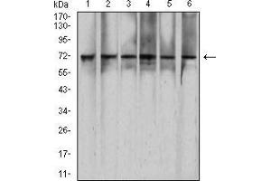 Western blot analysis using RAD21 mouse mAb against Hela (1), HEK293 (2), K562 (3), C6 (4), *** (5), and COS7 (6) cell lysate. (RAD21 anticorps  (AA 287-403))