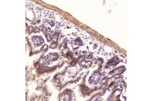 IHC testing of FFPE mouse small intestine with Ribonuclease 3 antibody at 2ug/ml. (RNASE3 anticorps  (AA 28-160))