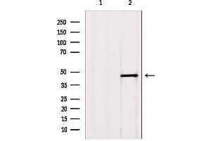 Western blot analysis of extracts from HepG2, using ADRM1 antibody. (ADRM1 anticorps  (Internal Region))