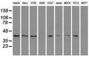 Image no. 2 for anti-Mitogen-Activated Protein Kinase 1 (MAPK1) antibody (ABIN1499288)