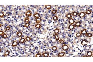 Detection of CK18 in Mouse Kidney Tissue using Polyclonal Antibody to Cytokeratin 18 (CK18)
