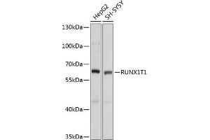 Western blot analysis of extracts of various cell lines, using RUNX1T1 antibody  at 1:1000 dilution. (RUNX1T1 anticorps  (AA 100-390))
