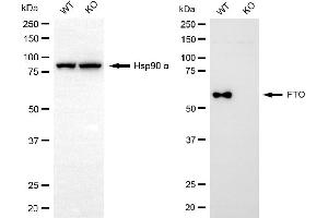 Western blotting analysis using FTO antibody (ABIN7798579). (FTO anticorps)