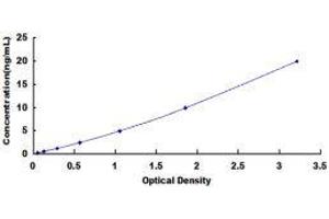 ELISA image for Thioredoxin (TXN) ELISA Kit (ABIN415965)