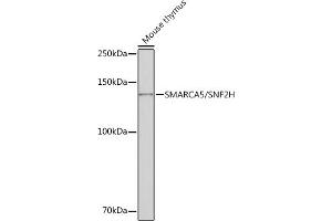 Western blot analysis of extracts of Mouse thymus, using SM/SM/SNF2H Rabbit mAb (ABIN7270656) at 1:1000 dilution.