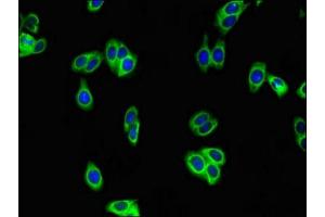 Immunofluorescent analysis of HepG2 cells using ABIN7175675 at dilution of 1:100 and Alexa Fluor 488-congugated AffiniPure Goat Anti-Rabbit IgG(H+L)
