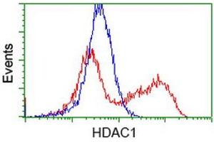 HEK293T cells transfected with either RC201745 overexpress plasmid (Red) or empty vector control plasmid (Blue) were immunostained by anti-HDAC1 antibody (ABIN2454014), and then analyzed by flow cytometry. (HDAC1 anticorps)