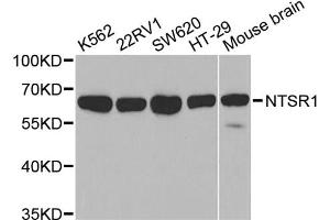 Western blot analysis of extracts of various cell lines, using NTSR1 antibody. (NTSR1 anticorps)