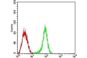 Flow cytometric analysis of HL-60 cells using CD53 mouse mAb (green) and negative control (red). (CD53 anticorps)