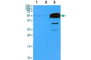 Western blot analysis of cell lysates (35 ug) with TUBB2B monoclonal antibody, clone AT5B3  at 1 : 500 dilution. (TUBB2B anticorps  (AA 1-445))