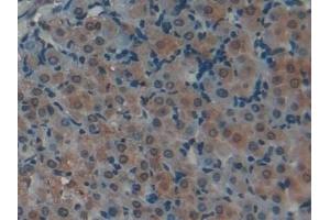 Detection of H3 in Rat Ovary Tissue using Polyclonal Antibody to Histone H3 (H3)