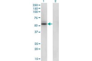 Western Blot analysis of SHMT1 expression in transfected 293T cell line by SHMT1 monoclonal antibody (M01), clone 4F9. (SHMT1 anticorps  (AA 374-482))