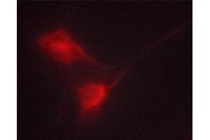 ABIN6267367 staining K562 cells by ICC/IF.