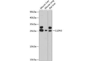 Western blot analysis of extracts of various cell lines, using CLDN3 antibody (ABIN6127704, ABIN6138688, ABIN6138689 and ABIN6215342) at 1:3000 dilution. (Claudin 3 anticorps  (AA 141-220))