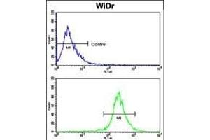 Flow cytometric analysis of WiDr cells using AXL Antibody (N-term) (bottom histogram) compared to a negative control cell (top histogram).