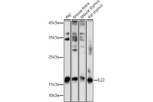 Western blot analysis of extracts of various cell lines, using IL22 antibody (ABIN6128134, ABIN6142363, ABIN6142364 and ABIN6221808) at 1:1000 dilution. (IL-22 anticorps  (AA 34-179))