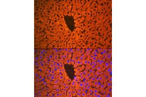 Immunofluorescence analysis of mouse liver using PON1 Rabbit mAb (ABIN7269172) at dilution of 1:100 (40x lens).