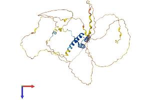 AlphaFold protein structure predicition of Mouse Recombinant Hoxb3 Protein, UniprotID P09026