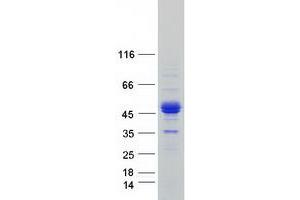Validation with Western Blot (ERMAP Protein (Transcript Variant 1) (Myc-DYKDDDDK Tag))