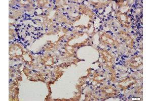 Formalin-fixed and paraffin embedded rat kidney labeled with Rabbit Anti-HRG beta 1 Polyclonal Antibody, Unconjugated  at 1:200 followed by conjugation to the secondary antibody and DAB staining (Hrg beta 1 (AA 65-150) anticorps)