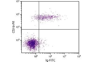 Human peripheral blood lymphocytes were stained with Goat F(ab’)2 Anti-Human Ig-FITC.