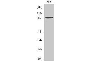 Western Blotting (WB) image for anti-TAF5 RNA Polymerase II, TATA Box Binding Protein (TBP)-Associated Factor, 100kDa (TAF5) (Internal Region) antibody (ABIN3177603) (TAF5 anticorps  (Internal Region))