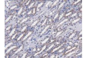 IHC-P analysis of Mouse Kidney Tissue, with DAB staining. (POFUT1 anticorps  (AA 243-393))