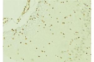 ABIN6276640 at 1/100 staining Mouse brain tissue by IHC-P. (ERG anticorps  (C-Term))
