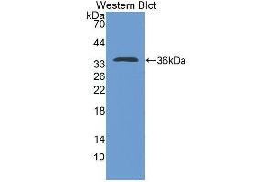 Western blot analysis of the recombinant protein. (IL-4 anticorps  (AA 61-111))