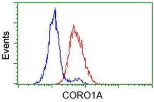 Image no. 4 for anti-Coronin, Actin Binding Protein, 1A (CORO1A) antibody (ABIN1497574) (Coronin 1a anticorps)