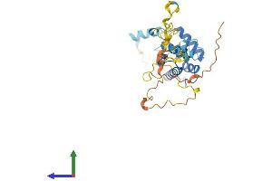 AlphaFold protein structure predicition of Mouse Recombinant Cnn1 Protein, UniprotID Q08091