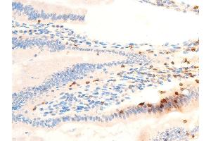 ABIN6267071 at 1/100 staining rat intestinal tissue sections by IHC-P.