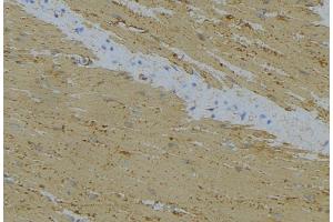 ABIN6274737 at 1/100 staining Mouse muscle tissue by IHC-P. (MRPL24 anticorps  (Internal Region))