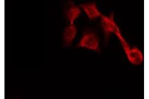 ABIN6267024 staining HepG2 by IF/ICC. (SDC4 anticorps  (C-Term))