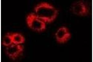 Immunofluorescent analysis of WIF-1 staining in U2OS cells. (WIF1 anticorps)