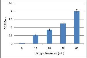DNA Damage Induced by UV Light. (UV-Induced DNA Damage Kit ELISA)