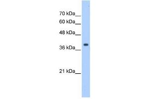 EIF3M antibody used at 1 ug/ml to detect target protein. (Eukaryotic Translation Initiation Factor 3, Subunit M (EIF3M) (N-Term) anticorps)