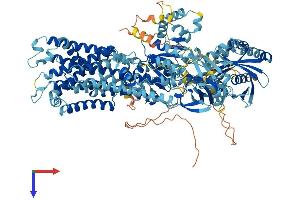 AlphaFold protein structure predicition of Mouse Recombinant Atp11a Protein, UniprotID P98197