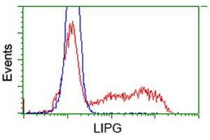 Image no. 9 for anti-Lipase, Endothelial (LIPG) antibody (ABIN1499165) (LIPG anticorps)