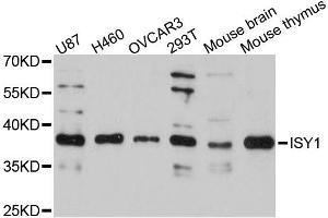 Western blot analysis of extracts of various cell lines, using ISY1 antibody. (ISY1 anticorps)